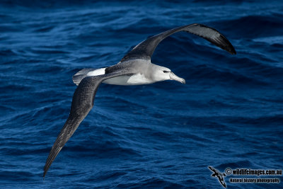 Shy Albatross 0541.jpg