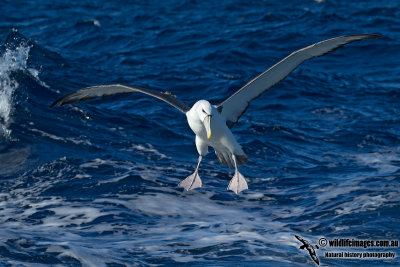 Shy Albatross 0785.jpg