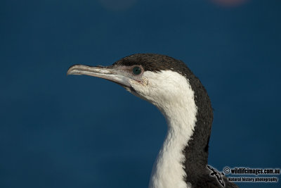 Black-faced Cormorant