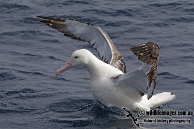 Southern Royal Albatross 6669.jpg