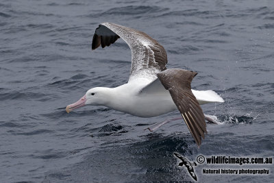 Southern Royal Albatross 6998.jpg