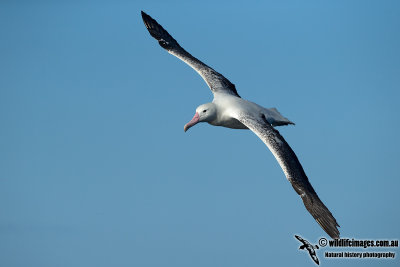 Southern Royal Albatross 9507.jpg