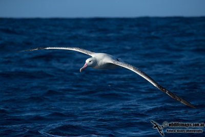 Southern Royal Albatross 9510.jpg
