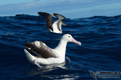 Southern Royal Albatross 9534.jpg