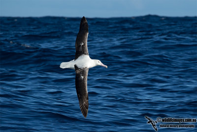 Southern Royal Albatross 9584.jpg