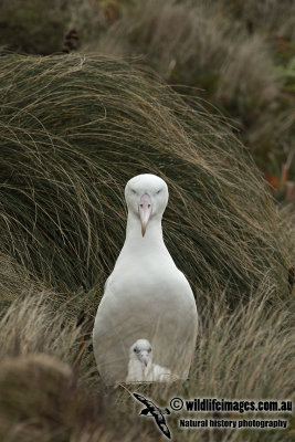 Southern Royal Albatross a4327.jpg