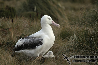 Southern Royal Albatross a4359.jpg