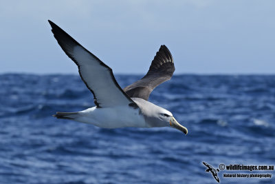 Salvins Albatross 0630.jpg