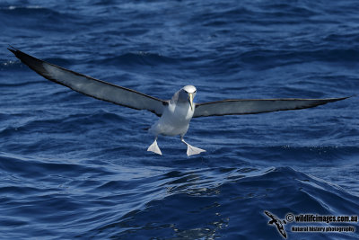 Salvins Albatross 0647.jpg