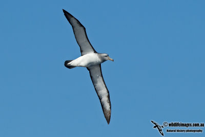 Salvins Albatross 9374.jpg