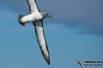 Salvins Albatross 9409.jpg