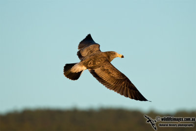 Pacific Gull 0180.jpg