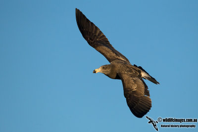 Pacific Gull 0254.jpg