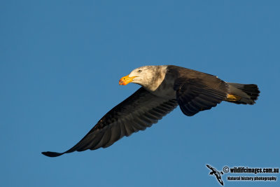 Pacific Gull 0296.jpg