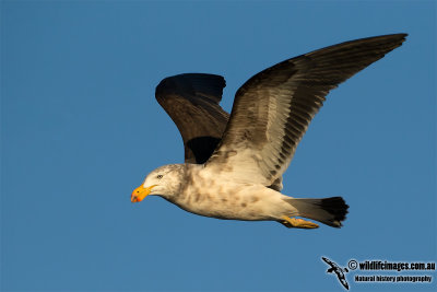 Pacific Gull 0298.jpg