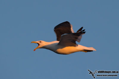 Kelp Gull 0062.jpg