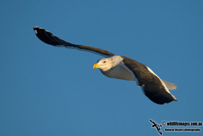 Kelp Gull 0235.jpg