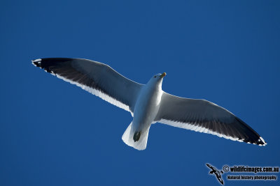 Kelp Gull 0449.jpg