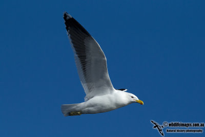 Kelp Gull 9646.jpg