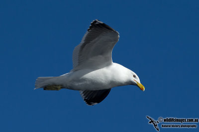 Kelp Gull 9648.jpg