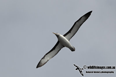 Buller's Albatross a3042.jpg