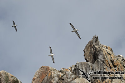 Buller's Albatross a3047.jpg