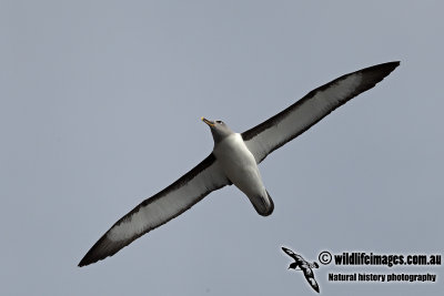 Buller's Albatross a3070.jpg