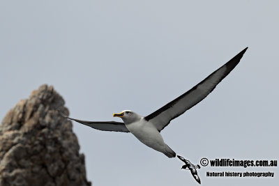 Buller's Albatross a3080.jpg