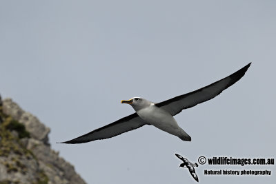 Buller's Albatross a3083.jpg