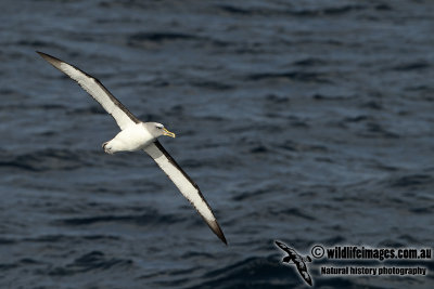 Buller's Albatross a3801.jpg