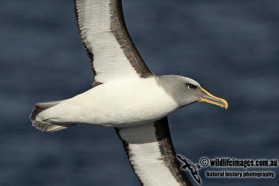 Buller's Albatross a3839.jpg