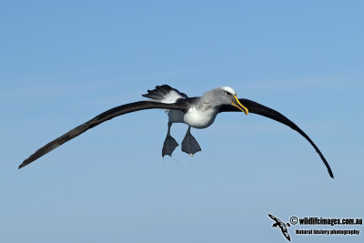 Buller's Albatross 0704.jpg