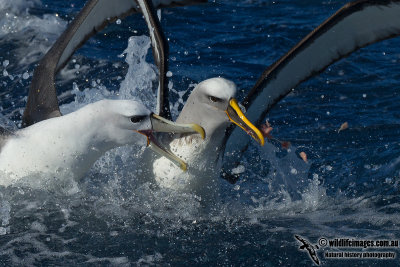 Buller's Albatross 0761.jpg