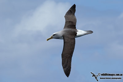 Buller's Albatross 1053.jpg