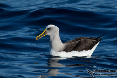 Buller's Albatross 9555.jpg