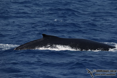 Humpback Whale 9458.jpg