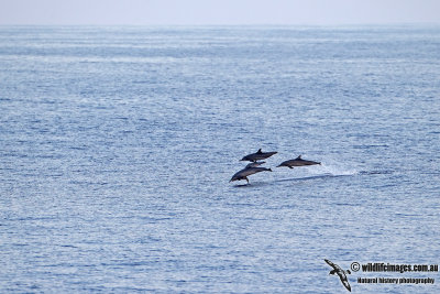 Long-snouted Spinner Dolphin 2102.jpg