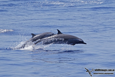 Spotted Dolphin 0221.jpg