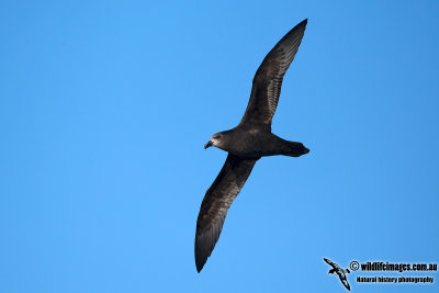 Grey-faced Petrel 0496.jpg