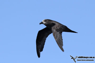 Grey-faced Petrel 0750.jpg