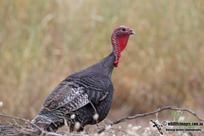 Feral Turkey 2649.jpg