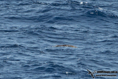 True's Beaked Whale a9827.jpg