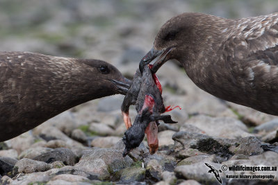 Southern Skua a2684.jpg