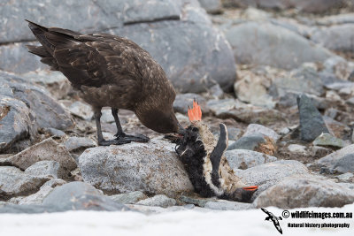 Southern Skua a4114.jpg