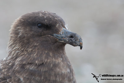 Southern Skua a4839.jpg