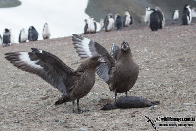 Southern Skua a4863.jpg