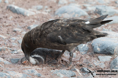 Southern Skua a5118.jpg