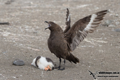 Southern Skua a5875.jpg