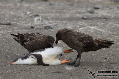 Southern Skua a5888.jpg