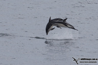 Dusky Dolphin a7033.jpg
